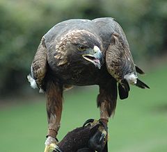 Aquila chrysaetos на 5 г.